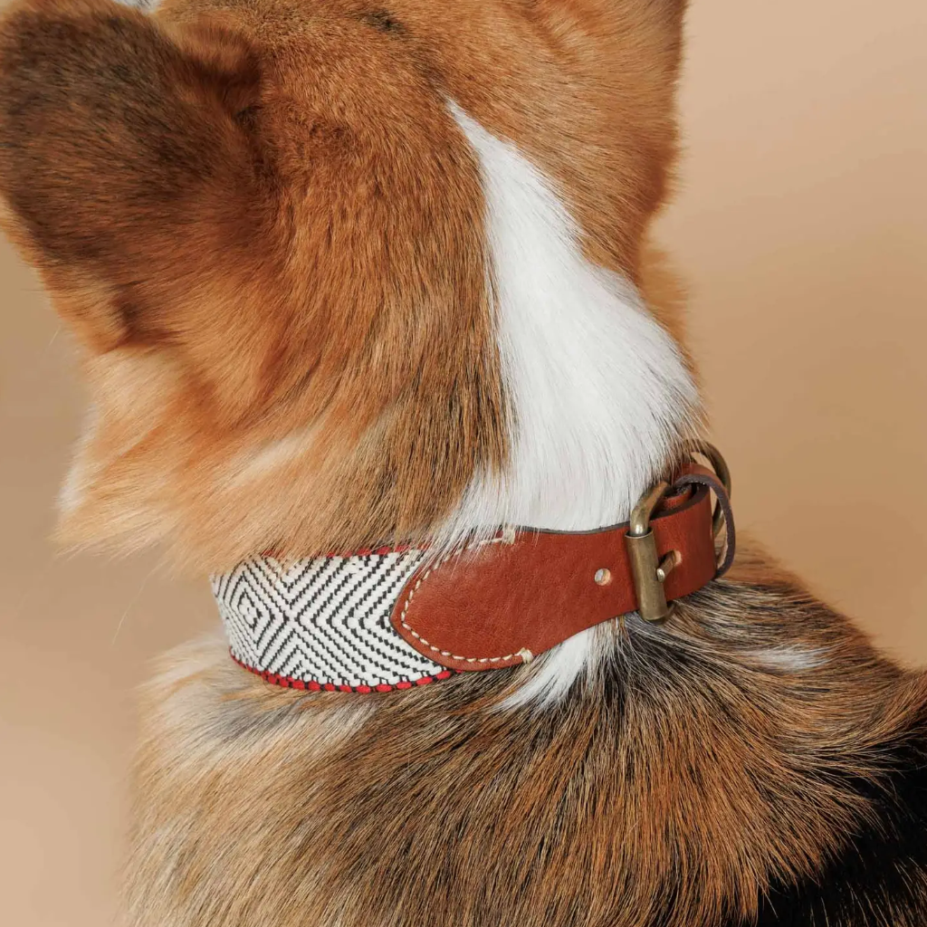 Hund mit Halsband Capri Beach Day - Buddys Dogwear