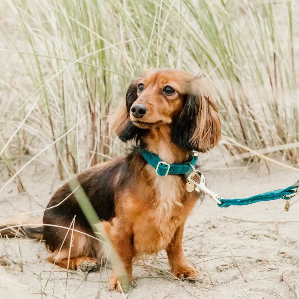 Tragebild Halsband Velvet Emerald - Kentucky Dogwear