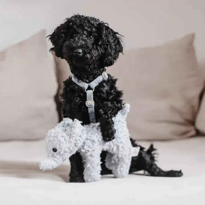 kleiner Hund mit Hundegeschirr LOOP Hellblau - Kentucky Dogwear