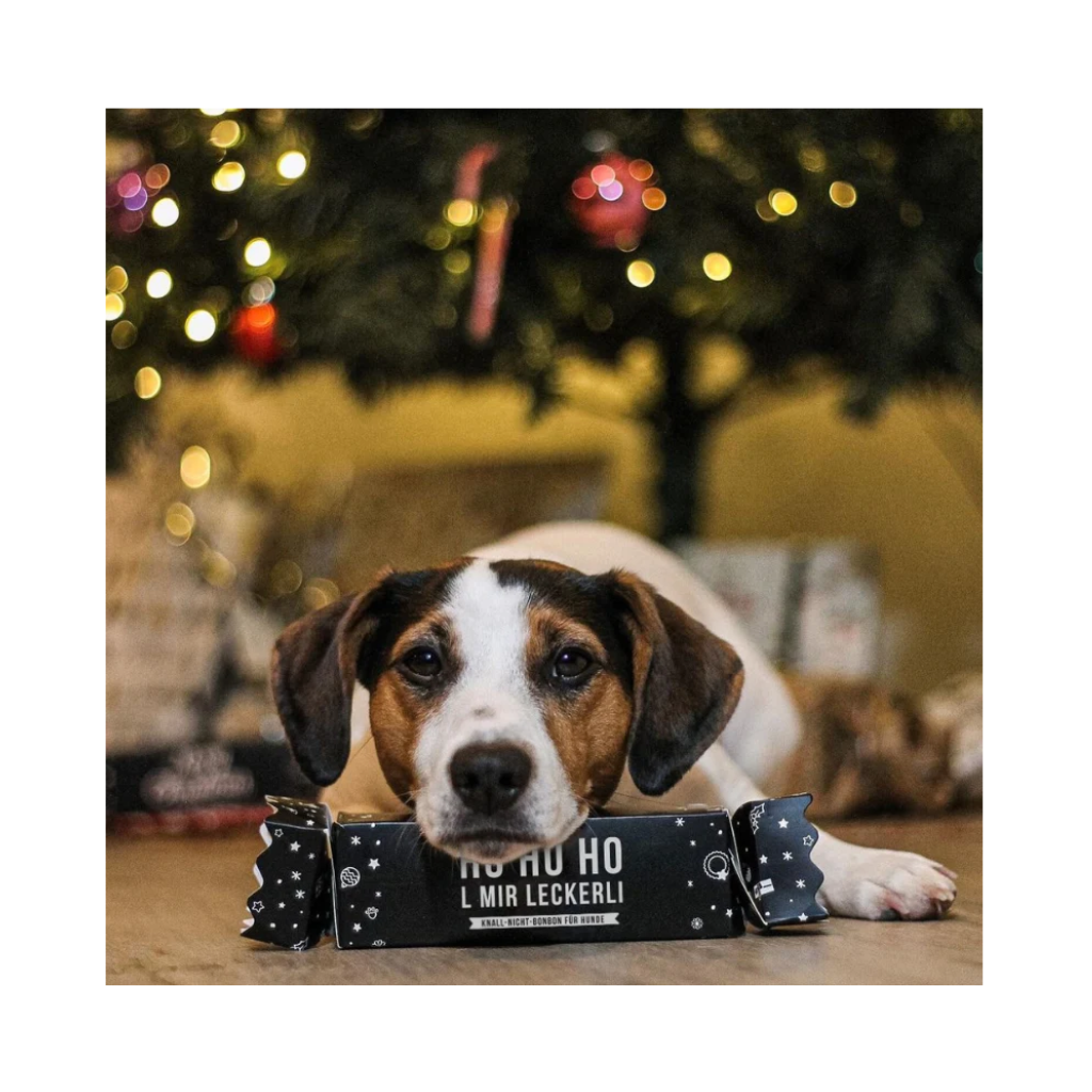 Hund auf Hol mir Leckerli von Tales & Tails