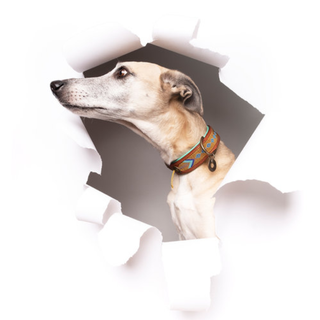 Moodbild Halsband INDI MOON Gold - DWAM - Dog With A Mission