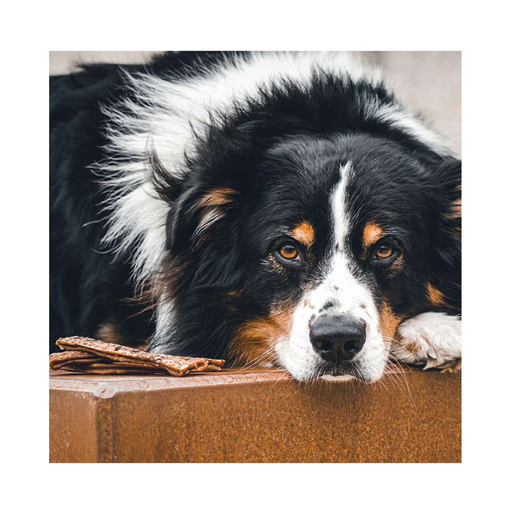 Die Martin Rütter Kaustange mit Rind und Lachsöl