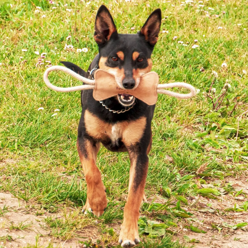 Hund mit Hundespielzeug KNOCHEN KLEIN aus Wildleder - Funny Zoo