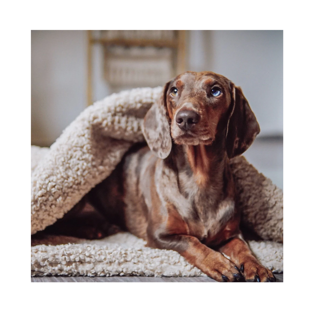 Hund in Kuschelschlafsack NUBE beige - Lieblingspfote