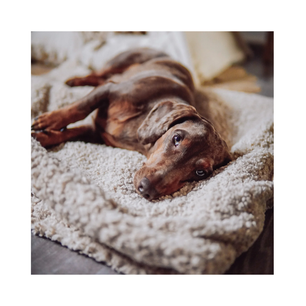 Hund auf Kuschelschlafsack NUBE beige - Lieblingspfote