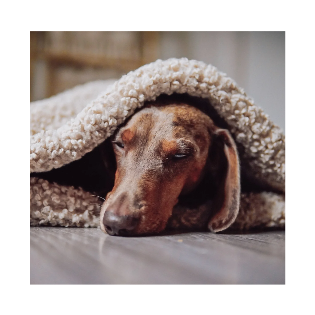 schlafender Hund in Kuschelschlafsack NUBE beige - Lieblingspfote
