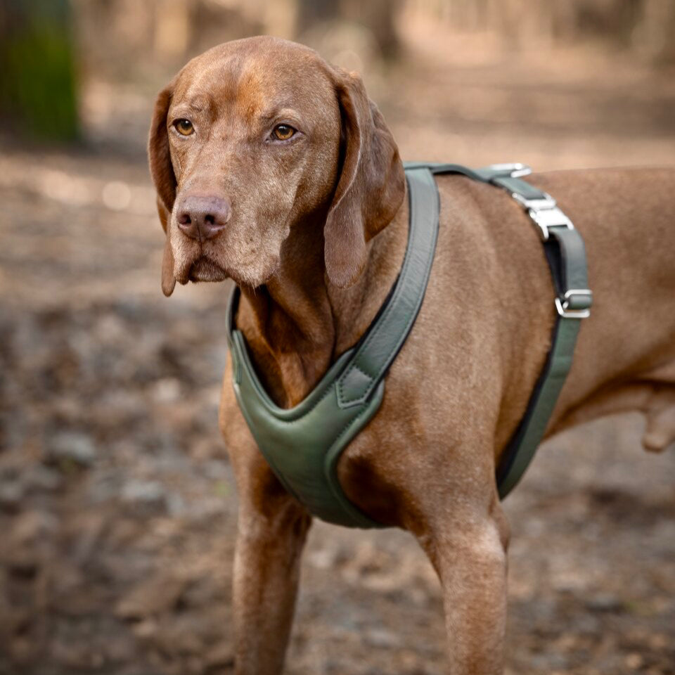 Hundegeschirr Leder Elfenbein Gold