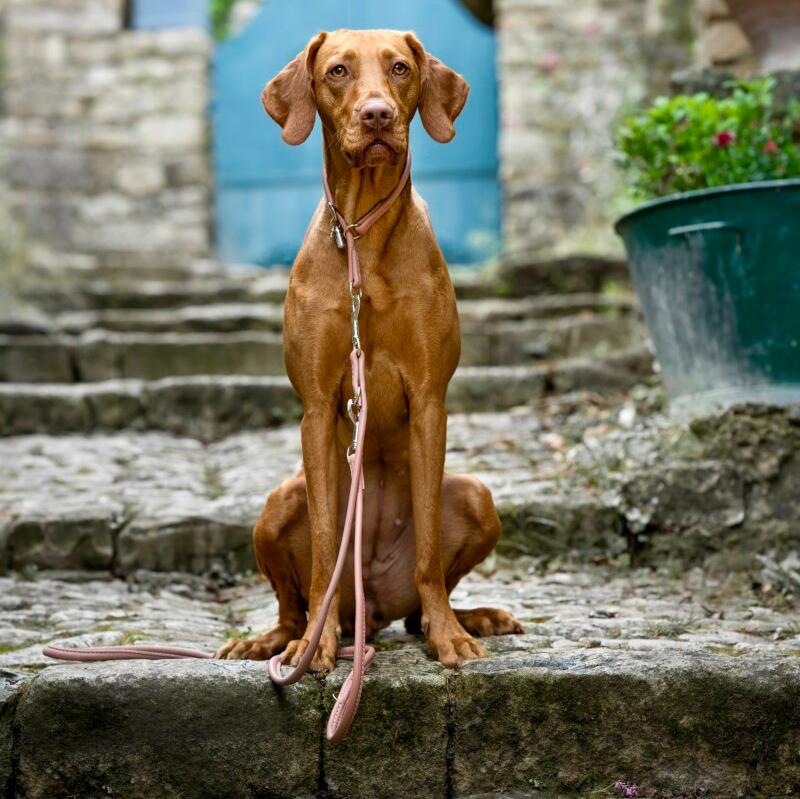 Hund mit Hundeleine Leder rundgenäht Altrosa - Maul Ledermanufaktur