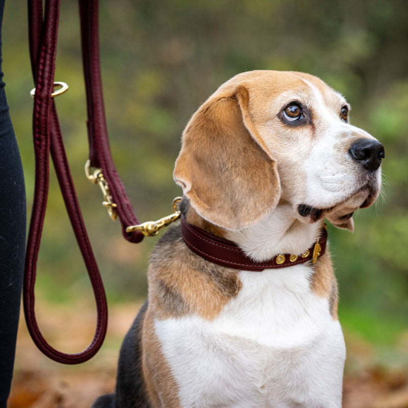 Hundeleine Leder rundgenäht verstellbar Burgundy Gold