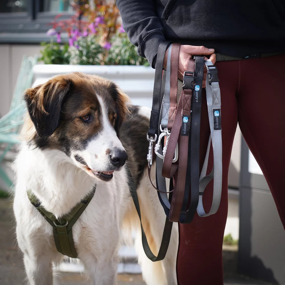 annyx Hundeleine Run Fun