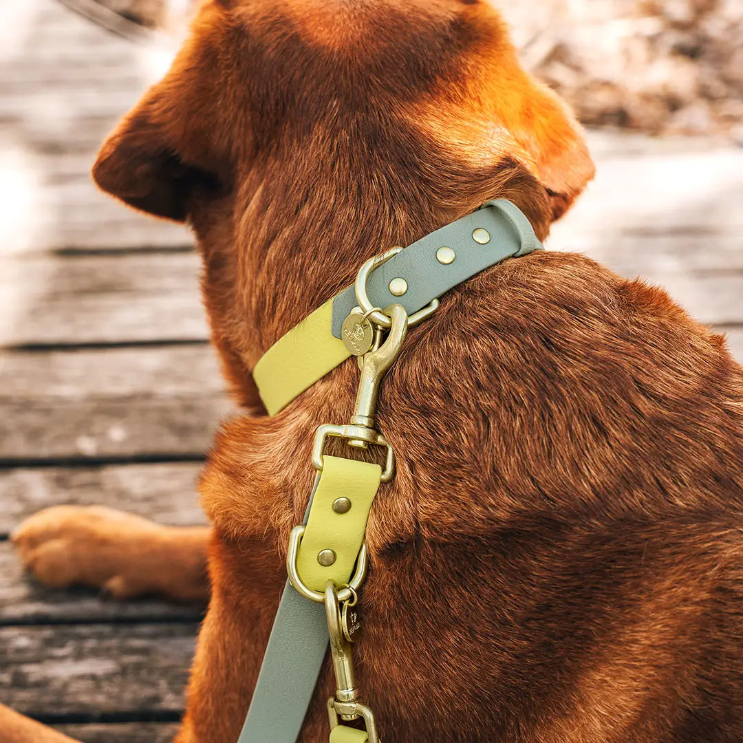 Halsband Outdoor Lemon Seagras wasserfest