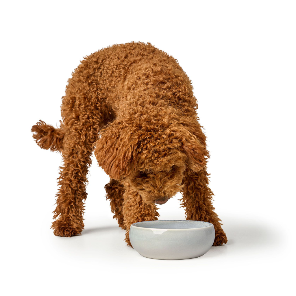 Hund vor Keramik Napf Lisboa - HUNTER