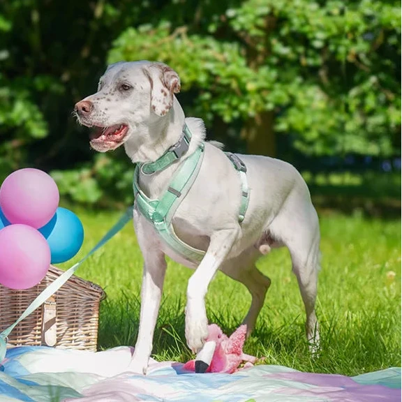 annyx Hundegeschirr Fun LIMITED EDITION