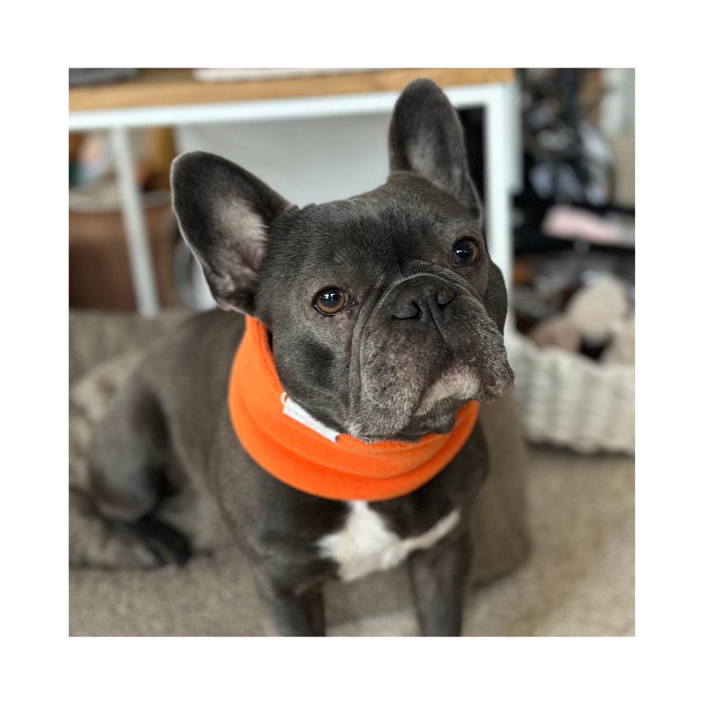 Goldhund Hundeloop Fleece Orange
