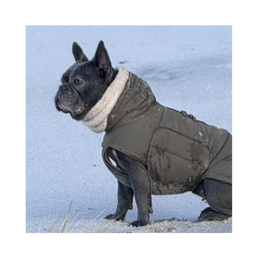 Goldhund Hundeloop TEDDY Beige