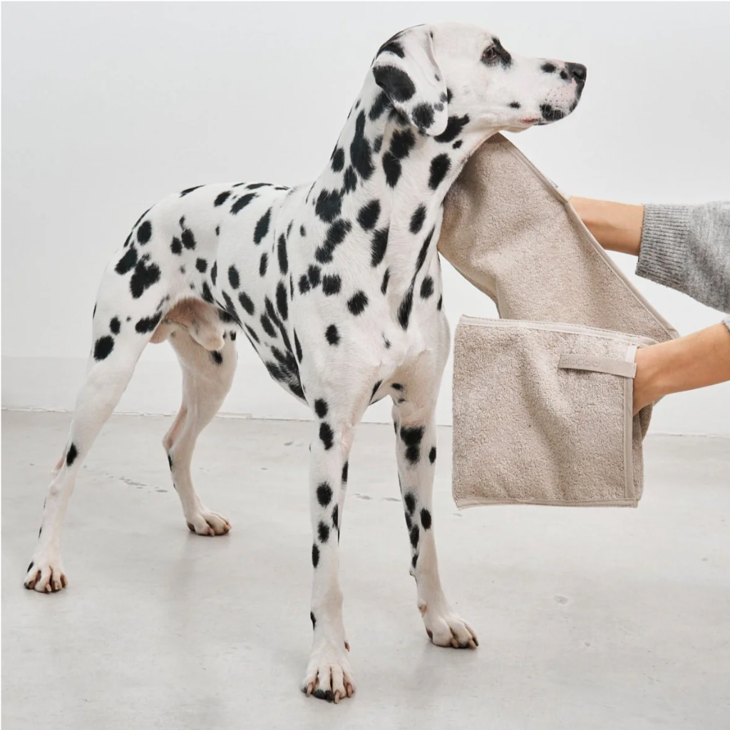 Hund mit MiaCara Mano Trockenhandtuch mit Eingriff Greige