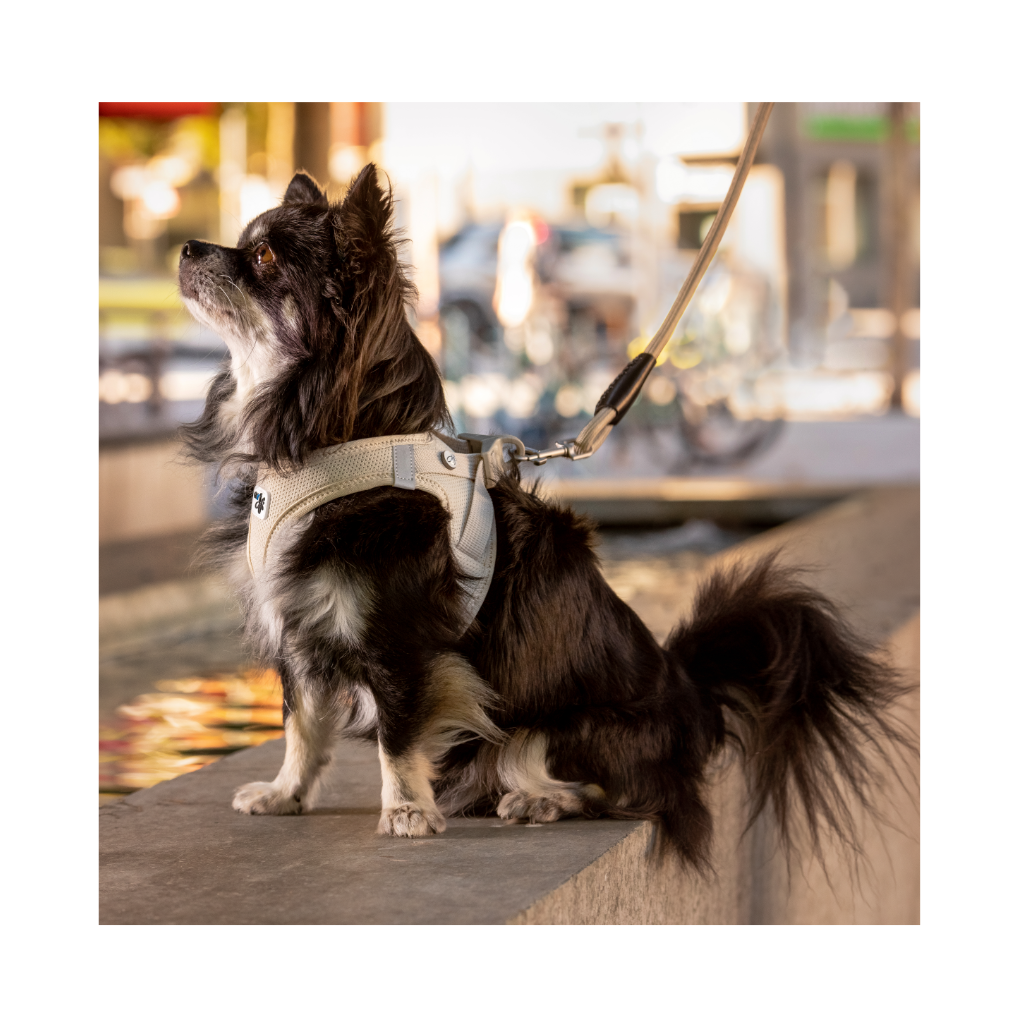 Hund an Set Geschirr & Hundeleine STRETCH COMFORT Light-Tan - Curli