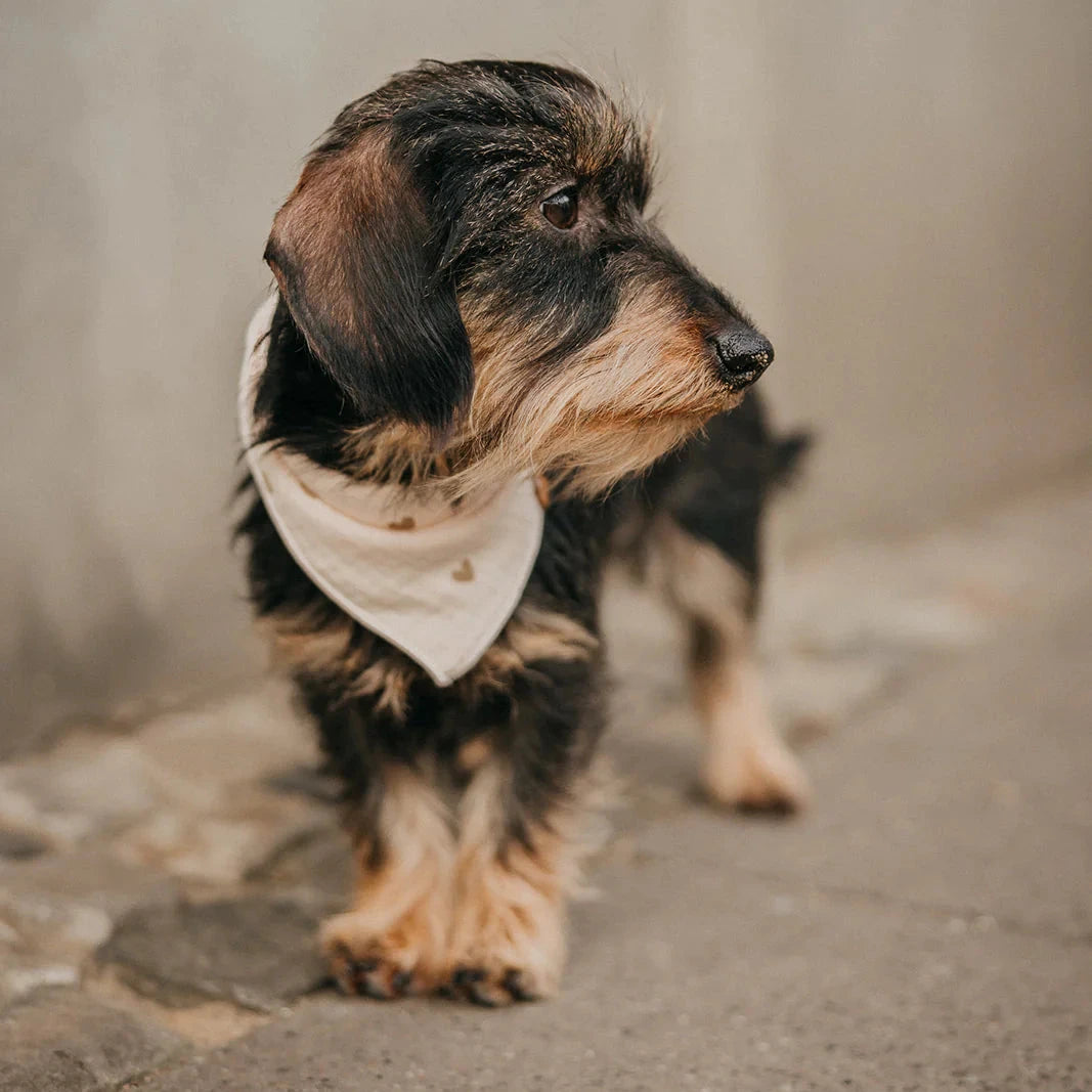 Tragebild Hund mit Musselin Halstuch "LITTLE HEARTS" - Lieblingspfote