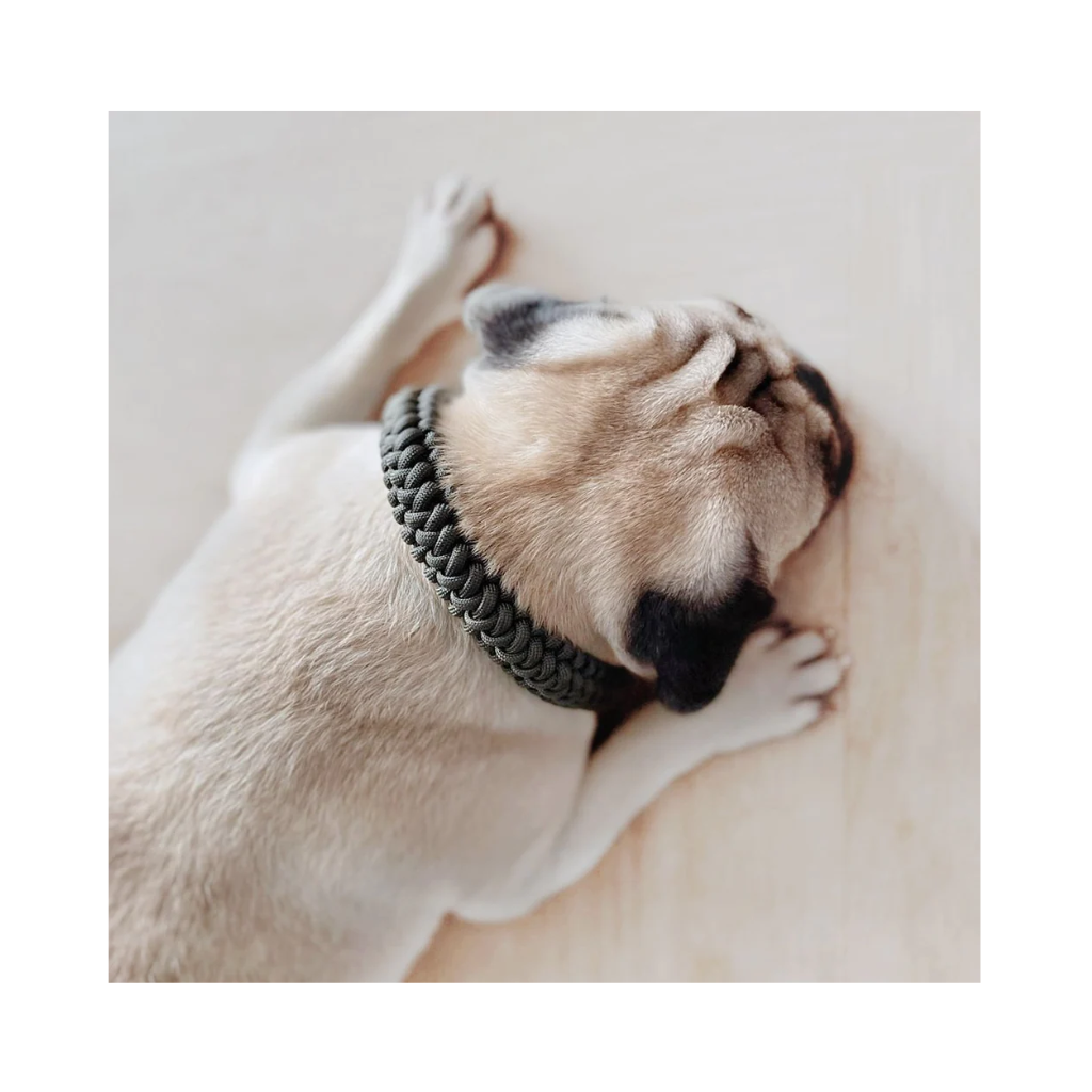 Hund mit Halsband NEW JUPITER Paracord geflochten MUTED TEAL - Lambwolf Collective