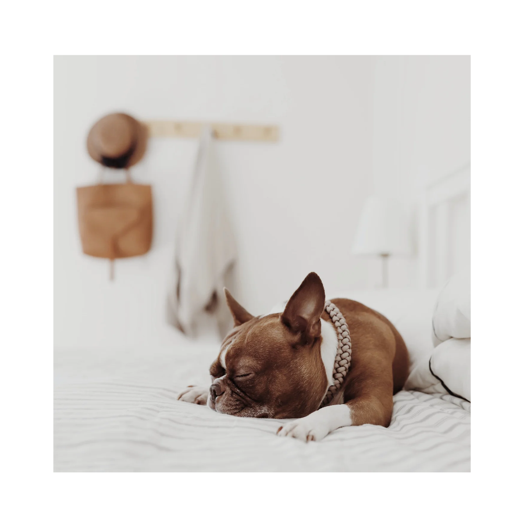 Hund mit Halsband NEW JUPITER Paracord geflochten CABIN Beige - Lambwolf Collective