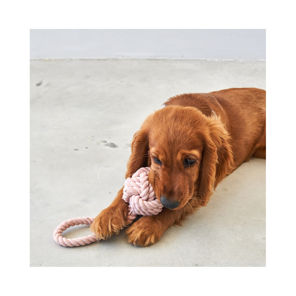 Hund mit Nodo Tau-Spielzeug Nude 2 - MiaCara