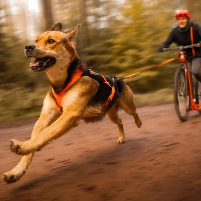 Hundegeschirr Freemotion Harness 5.0 black/orange