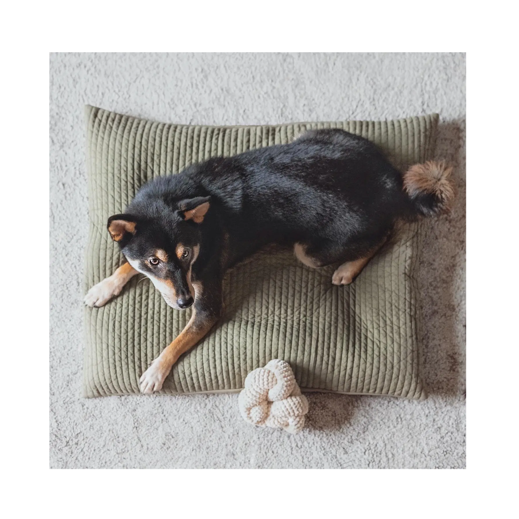 Hund neben NOU Hundespielzeug Nudel Knoten in Creme mit Crinkles von oben - Lambwolf Collective