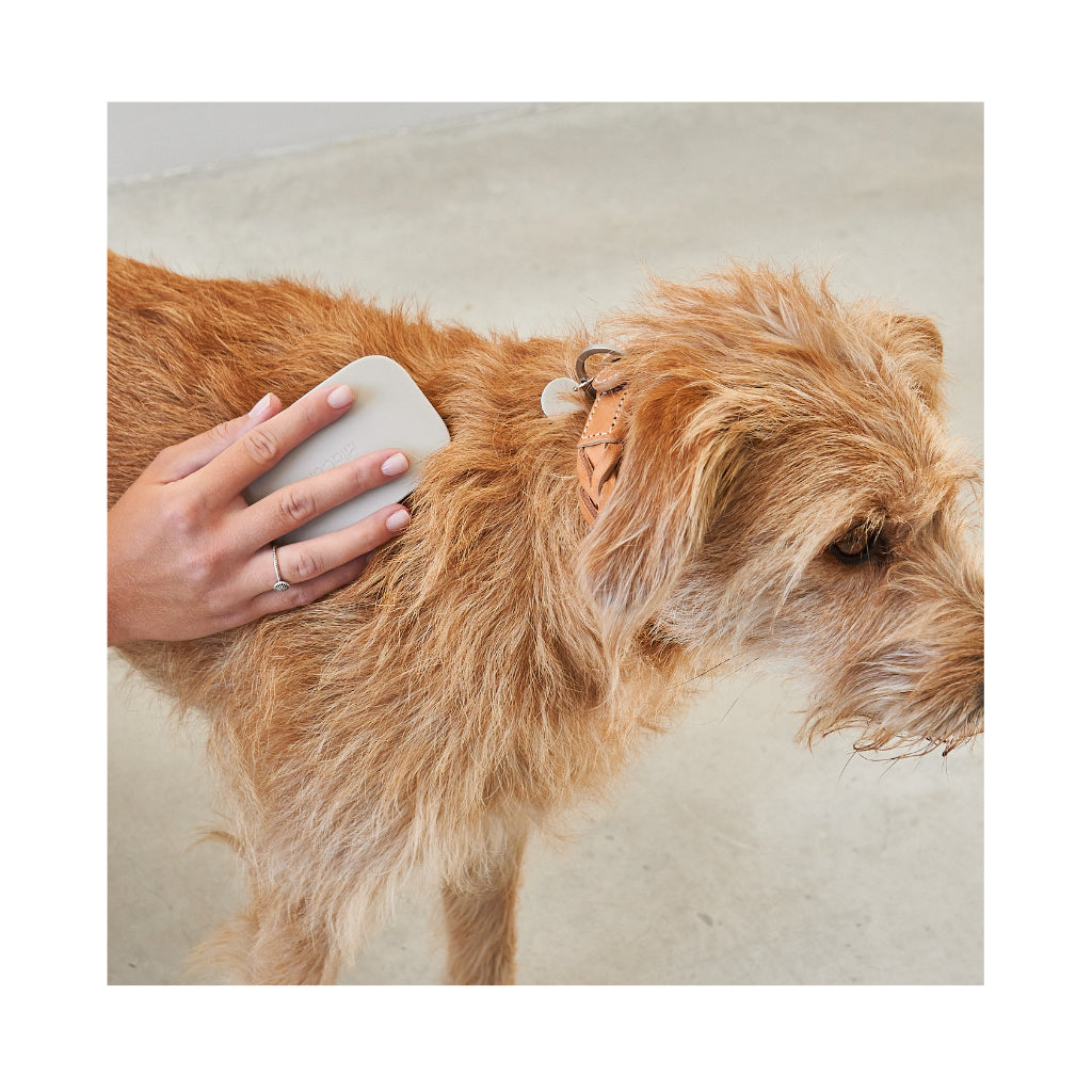 Hund mit Pelo Hundebürste Greige beige - MiaCara