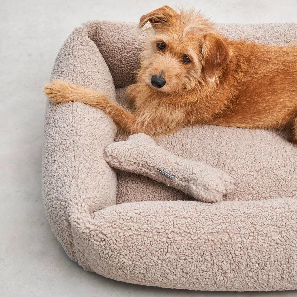Hund in MiaCara Hundebett Senso greige mit Senso Knochen greige
