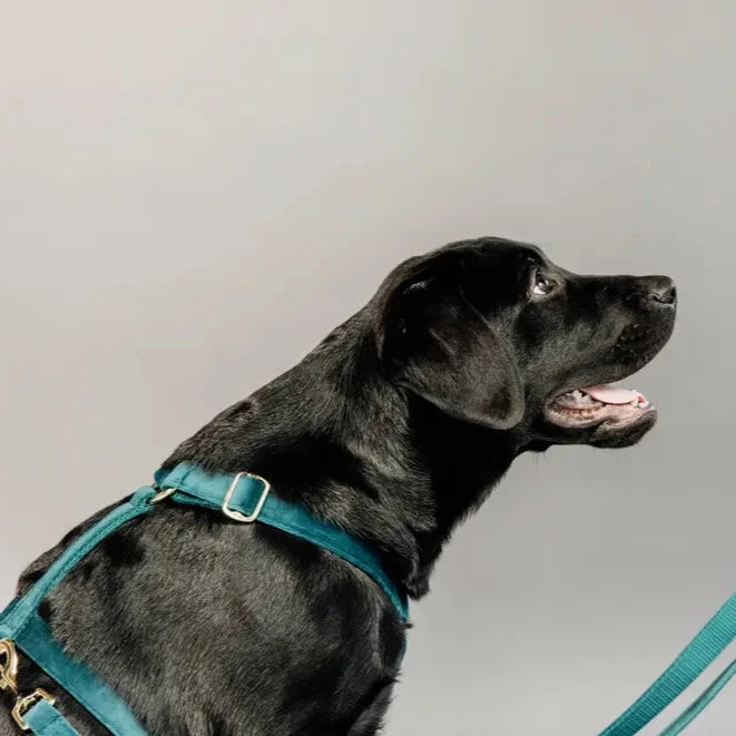 Set Hundegeschirr LOOP & verstellbare Hundeleine Emerald - Kentucky Dogwear