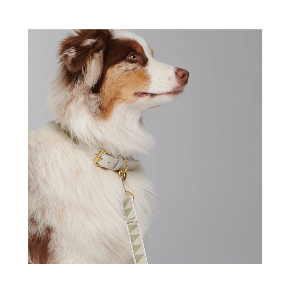 Hund mit Halsband & Leine HEY Scout Nice Grill in SAGE aus organischen und recycelten Fasern - BY SCOUT