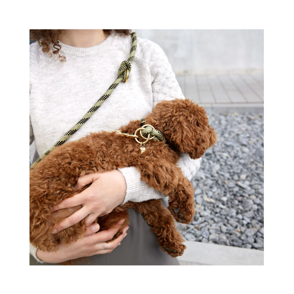 Moodbild Hundeleine & Halsband WILLA geflochten Oliv Schwarz - Palopa