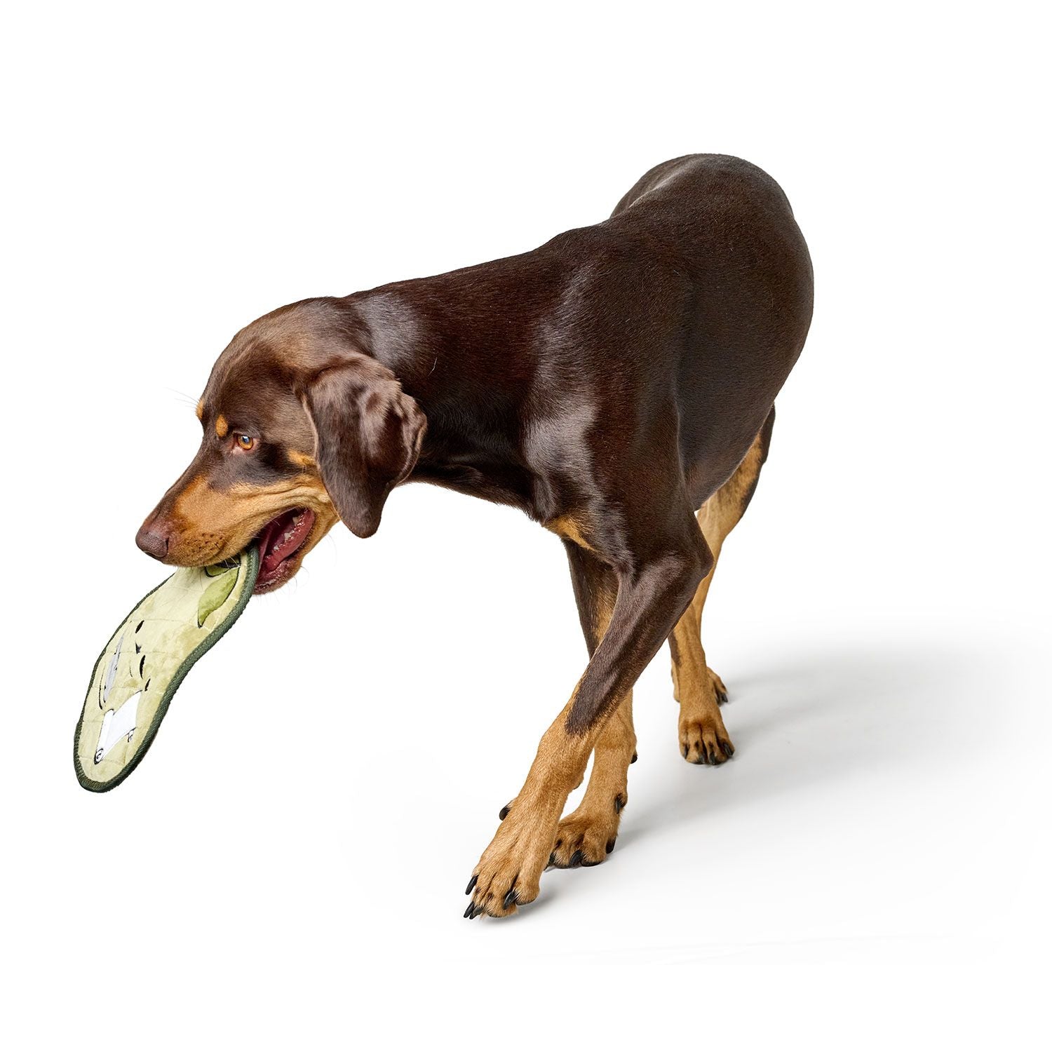 Hund mit Hundespielzeug Koloa Shakespear 24 cm in der Schnauze - HUNTER