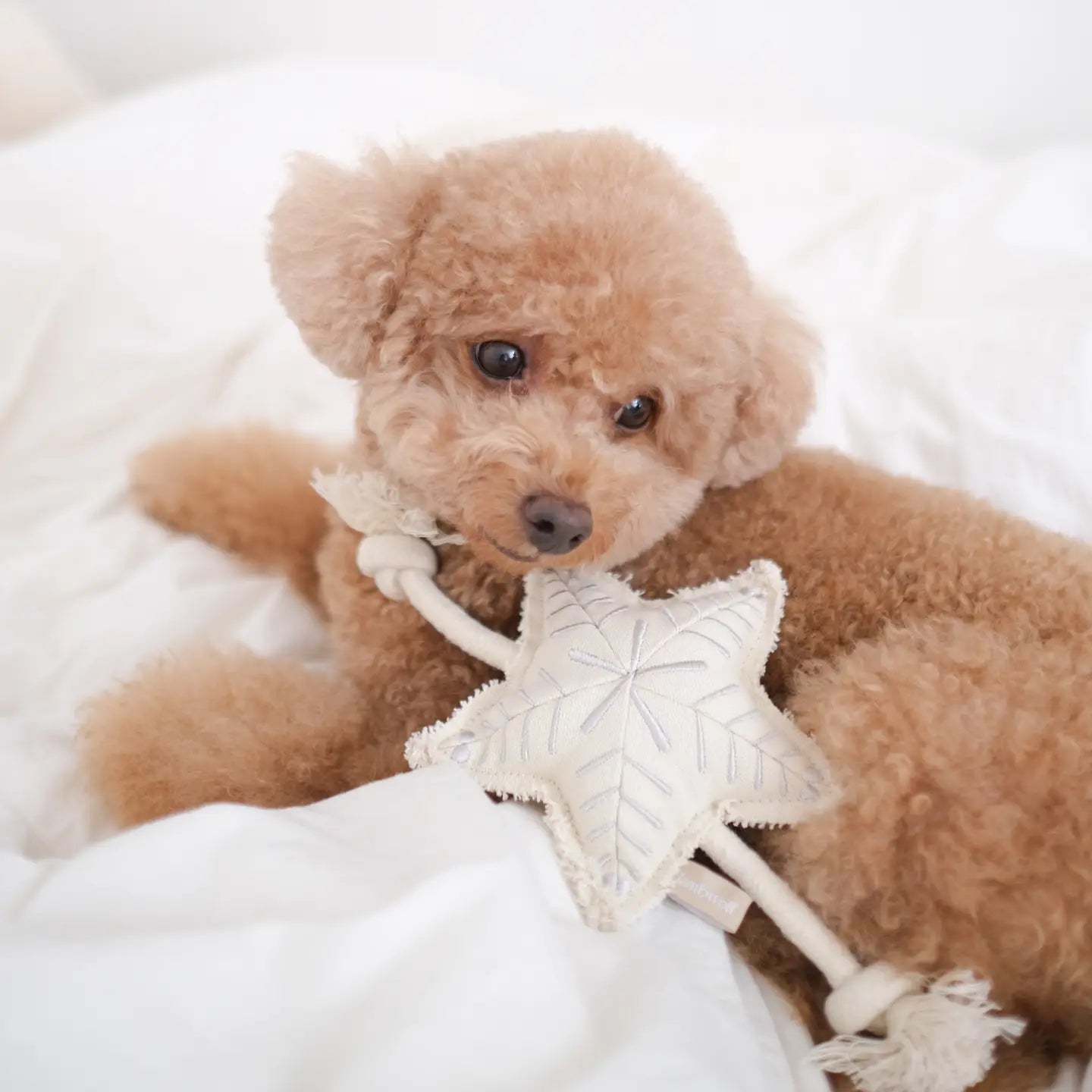 Hund mit Hundespielzeug "Snowflake" Stern mit Seil - Lambwolf Collective