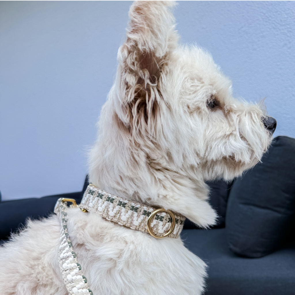 Tragebild Set Halsband & Leine Sparkle - Fräulein Lotti