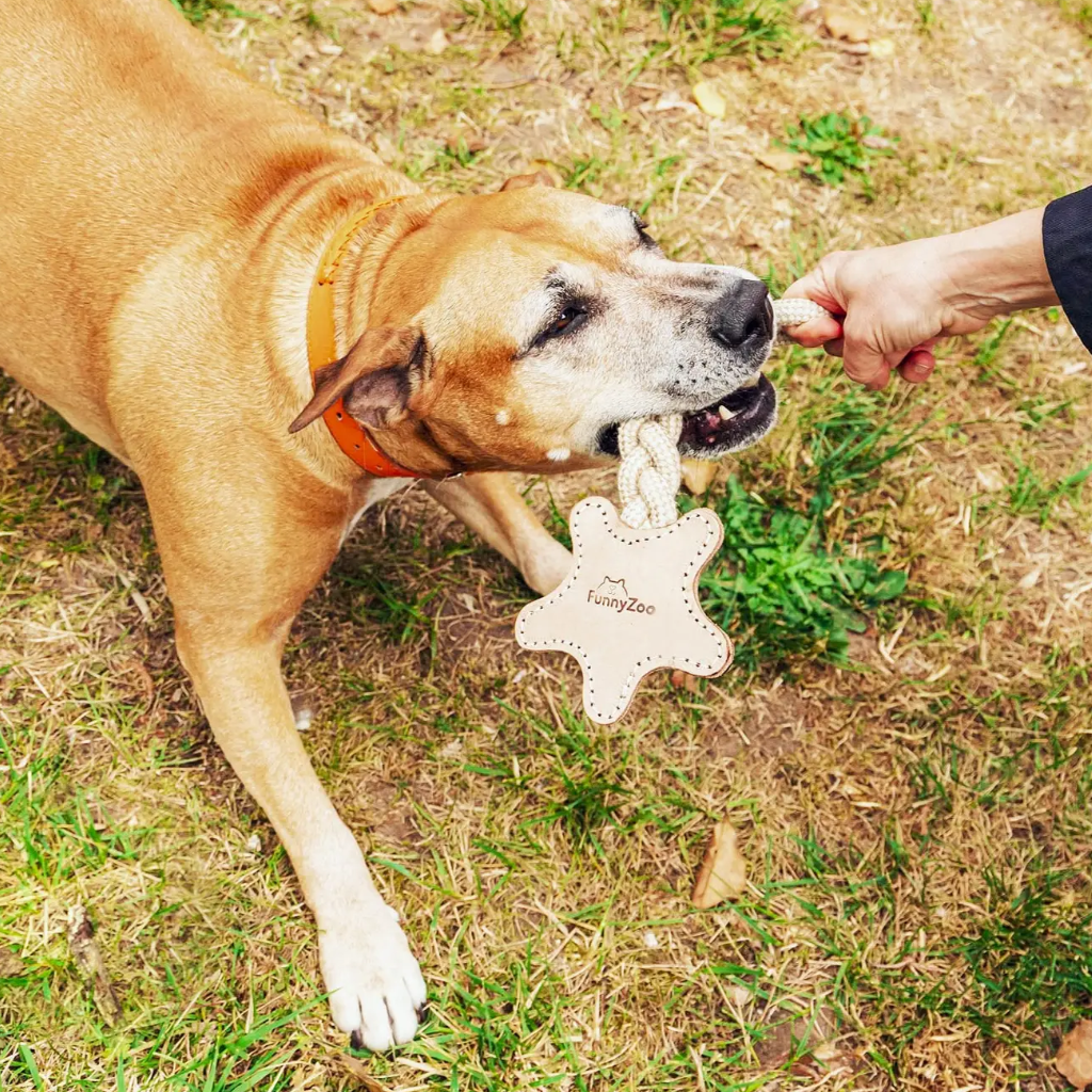 Hund mit Hundespielzeug Zergel STERN aus Leder - Funny Zoo