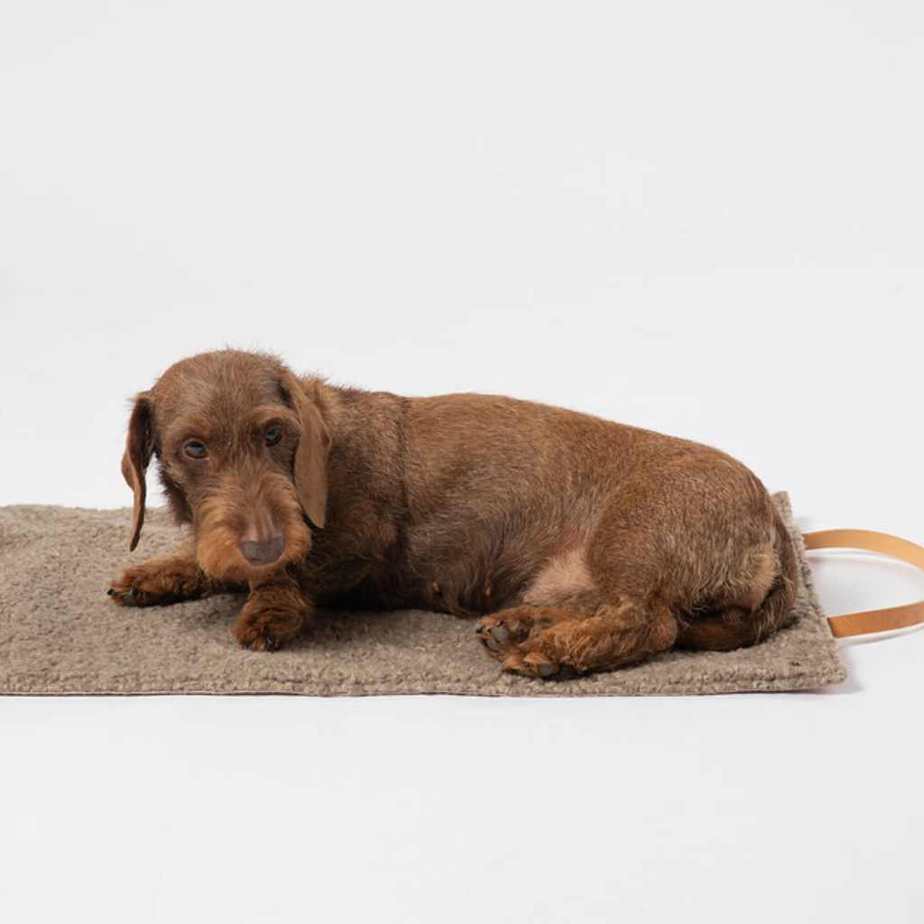 Hund auf Travelmatte STEVE - 2.8 designs for dogs
