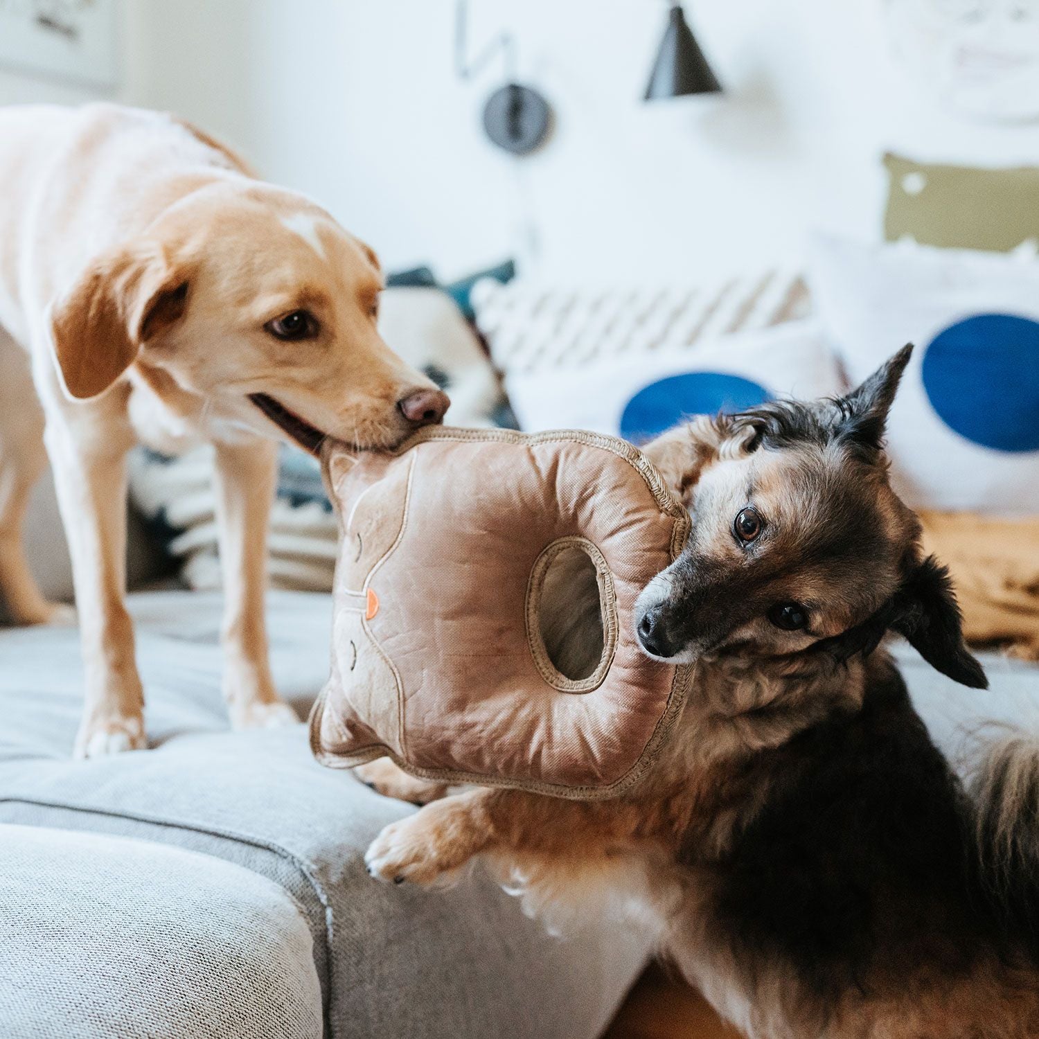 Hunde mit Hunter Hundespielzeug Tough Tundra Waschbär