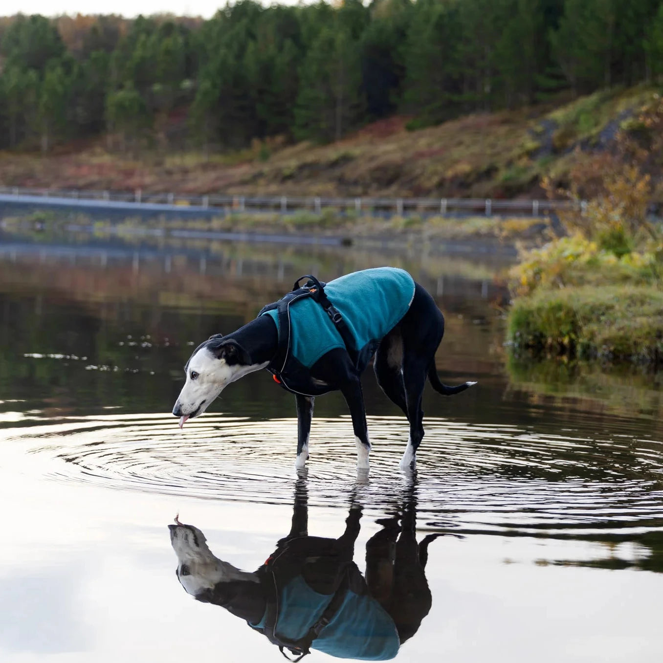 Trail Quest Fleece Pullover Teal