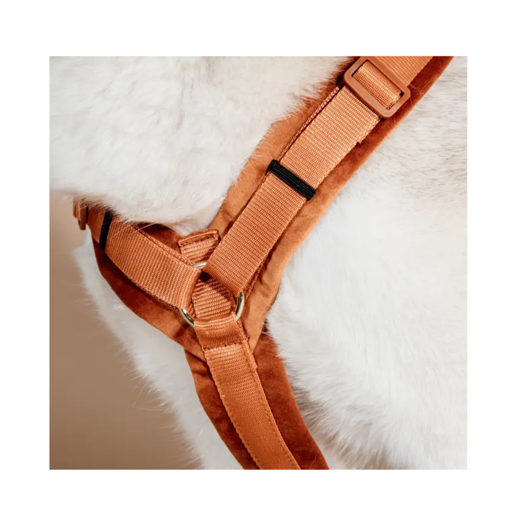 Hundegeschirr Aktiv VELVET Orange