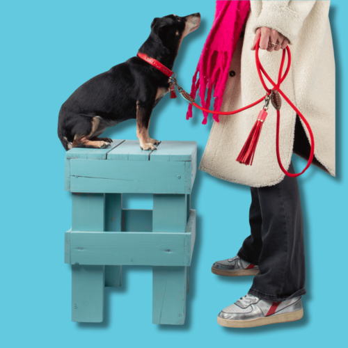 Tragebild Halsband & Hundeleine Classic RED VELVET - DWAM - Dog With A Mission