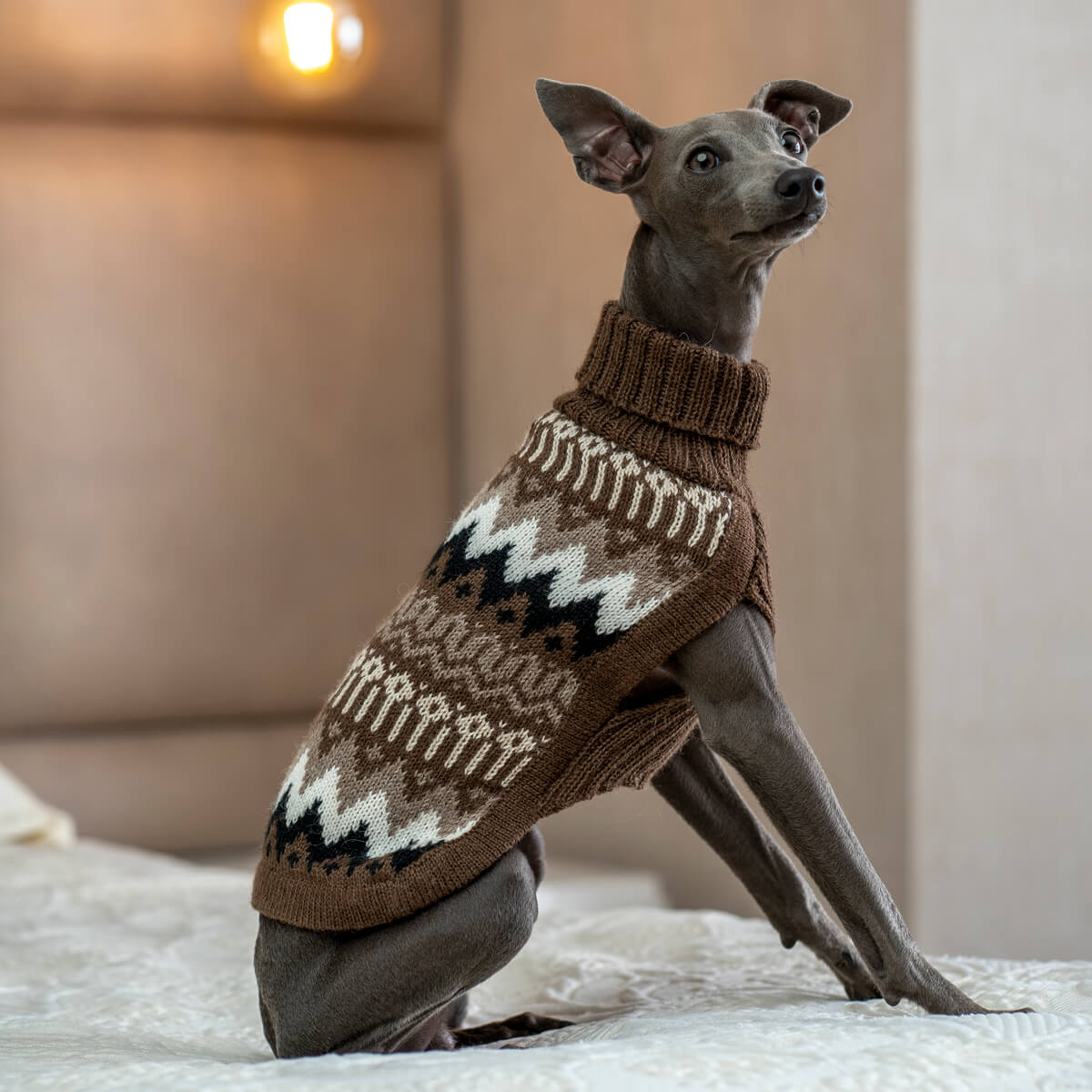 Tragebild Hundepullover Woolly Peaks aus Alpaka - ALQO WASI