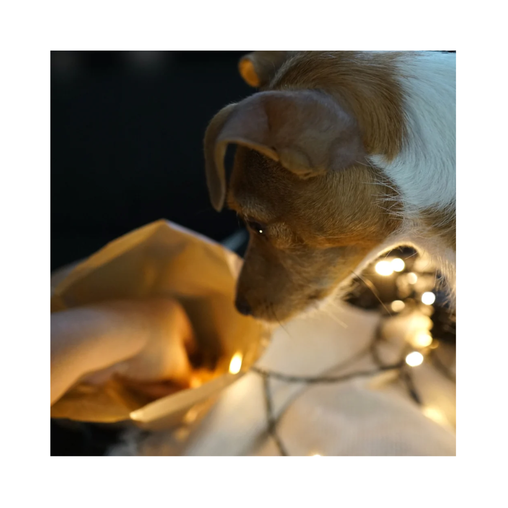 Hund an Hund auf Hol mir Leckerli von Tales & Tails