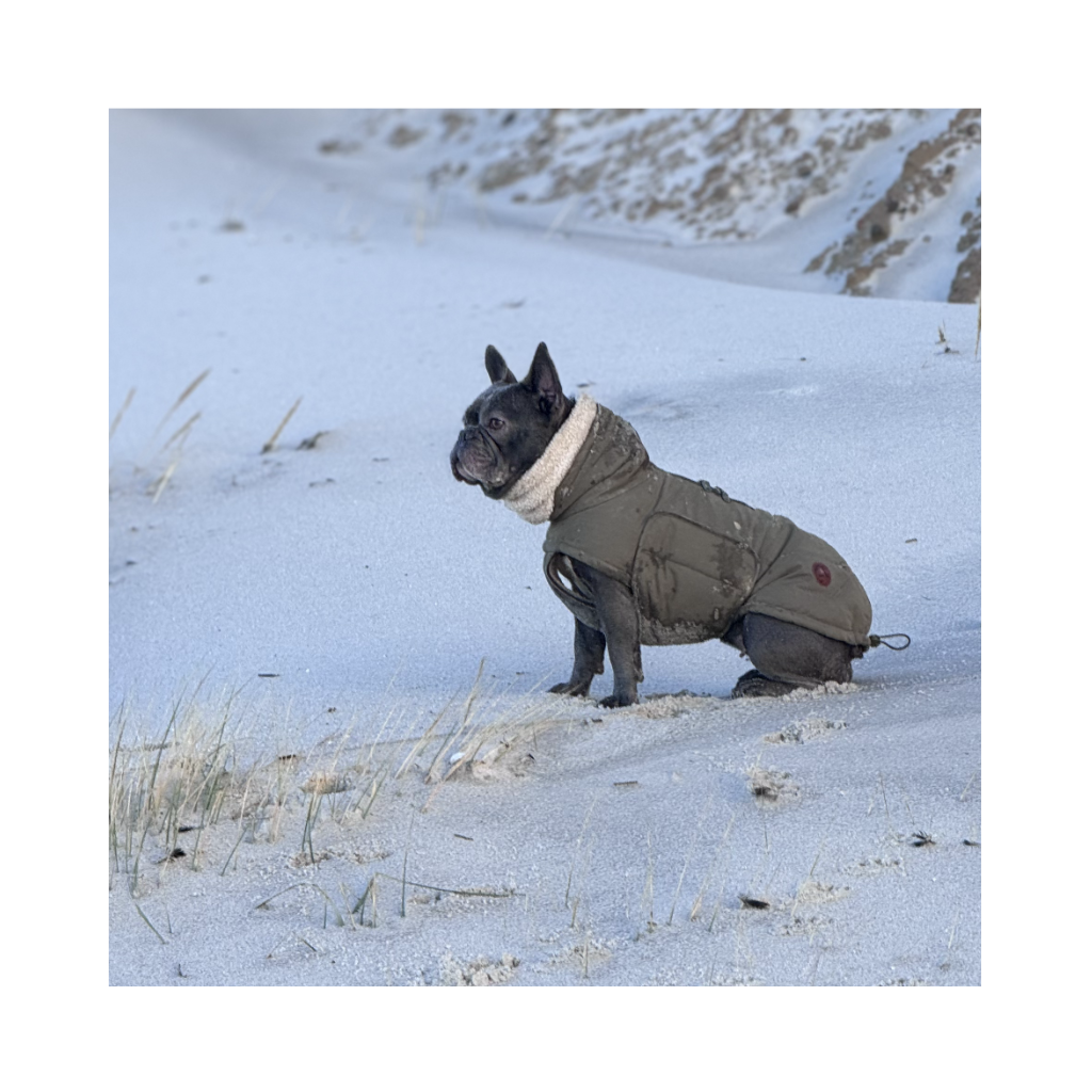 Französische Bulldogge mit Cloud7 Hundemantel Winter YUKON Teddy Khaki