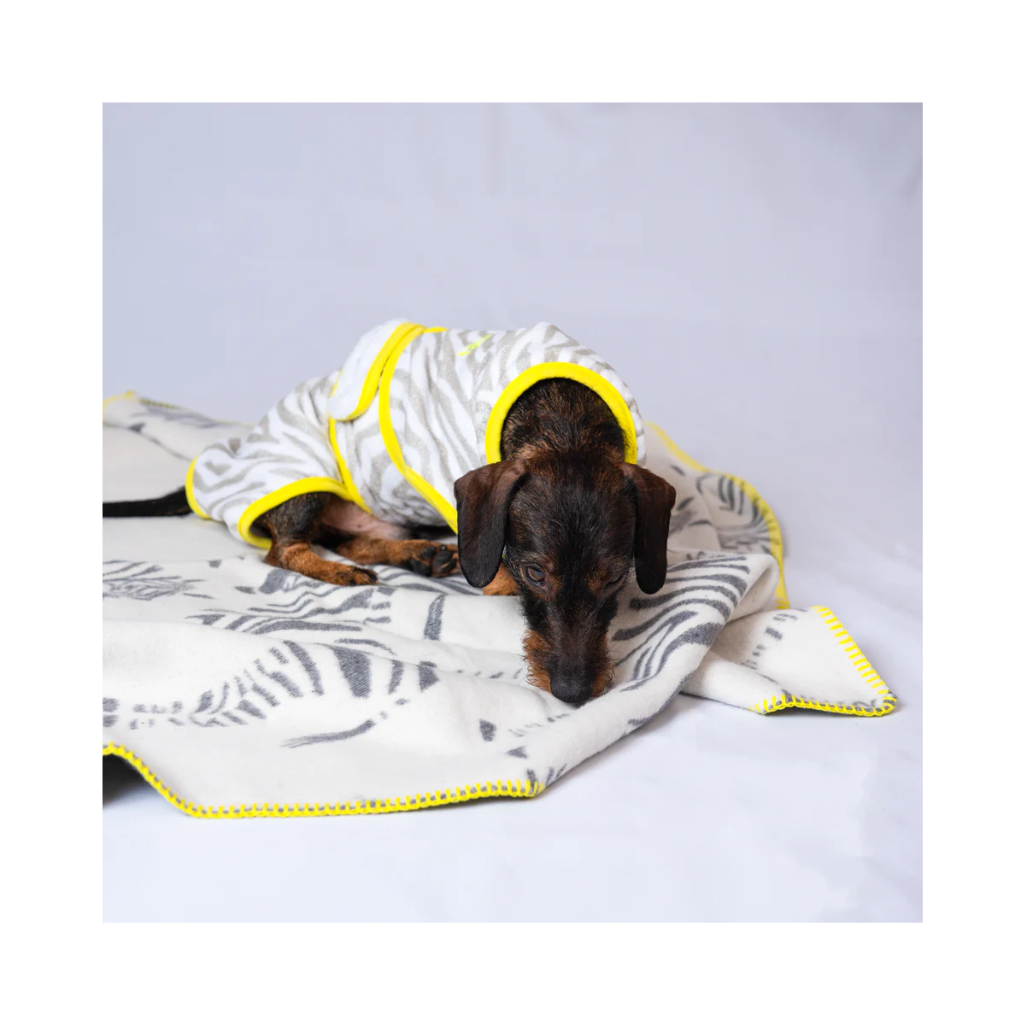 Moodbild Hundebademantel ZEBRA für Dackel - lumiies