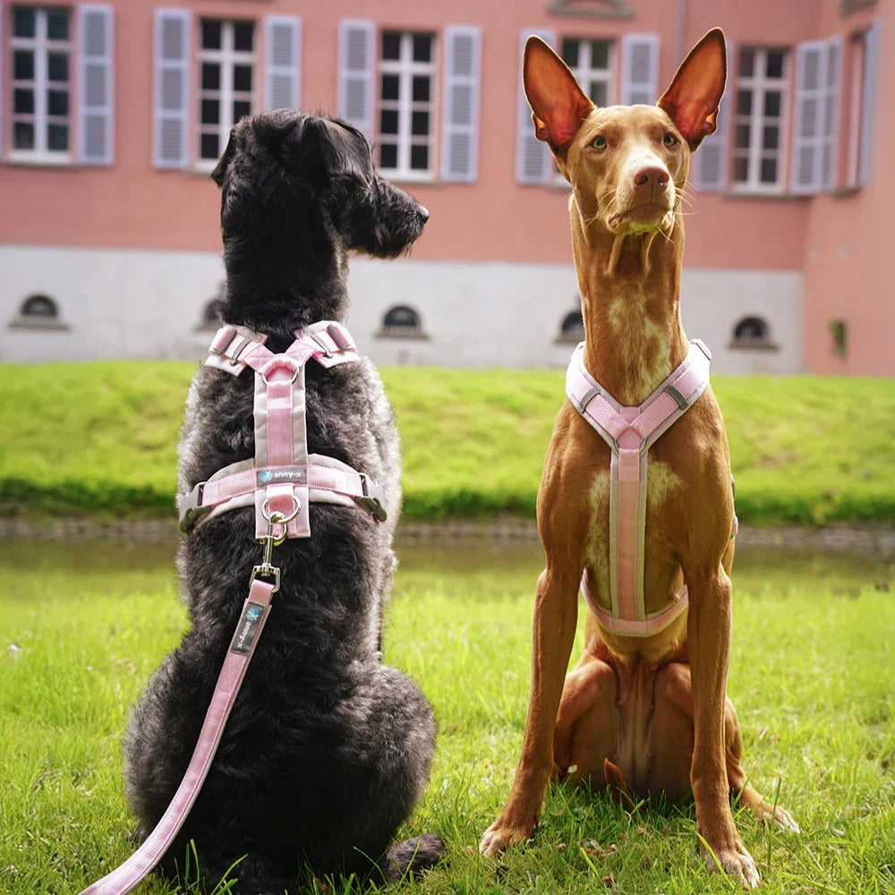 annyx Hundegeschirr Fun LIMITED EDITION