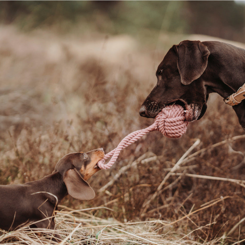 Hundespielzeug INARI Schleuder-Ball pastellrot im Maul von zwei Hunden - HUNTER