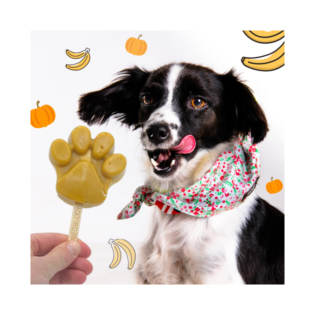fertiges Hundeeis mit Kürbis, Banane und Kurkuma am Stiel - BeG Buddy