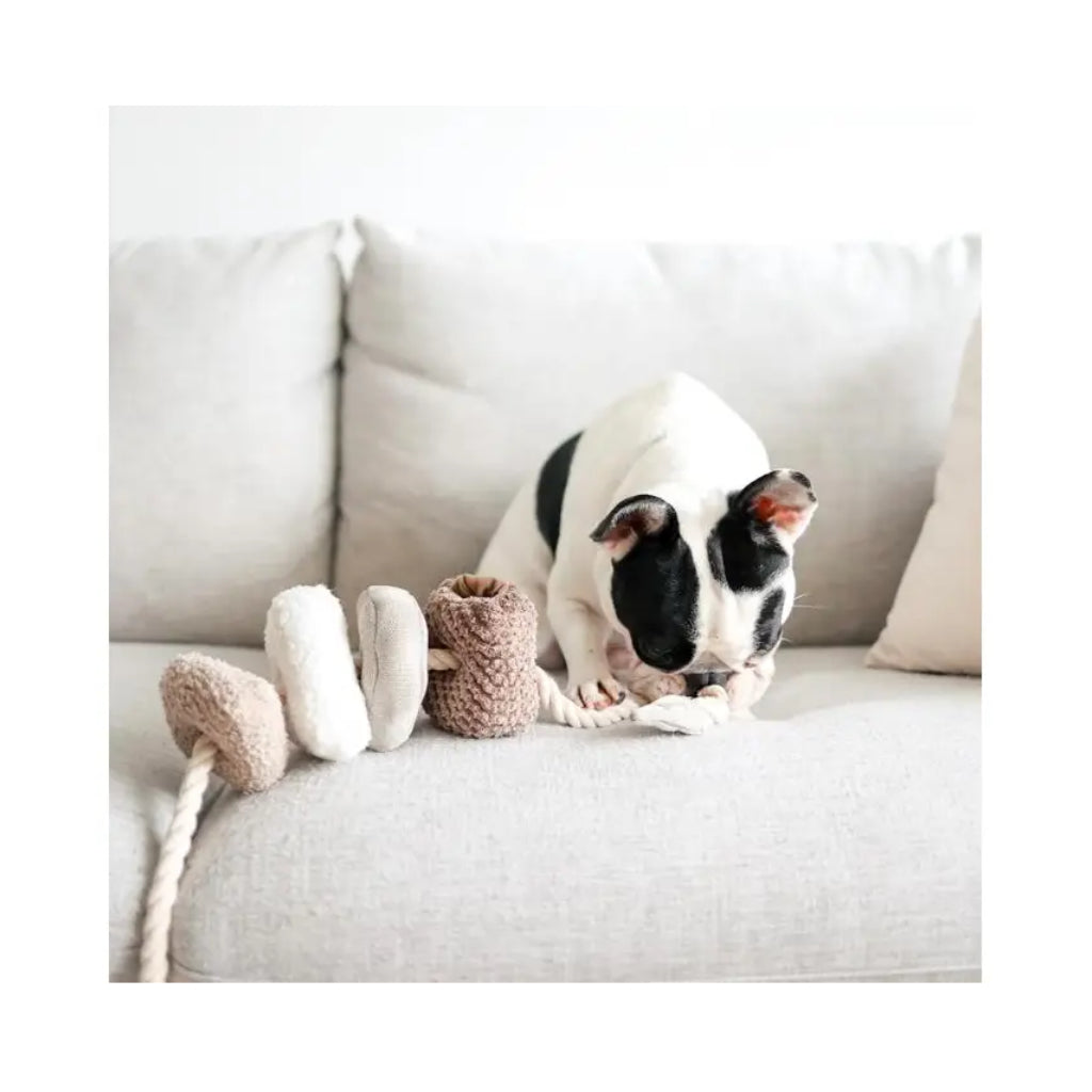 Frenchie mit Hundespielzeug BLOCS mit Seil - Lambwolf Collective