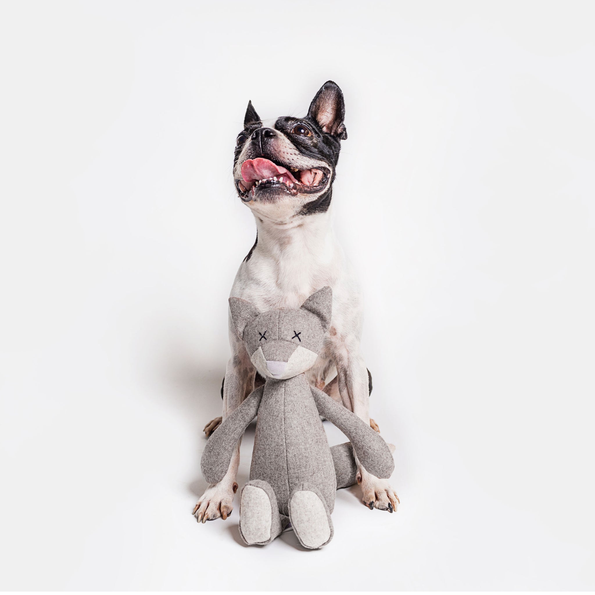 Hundespielzeug Viktor Wolf grau/braun 22cm vor einem Frenchie - Lilly